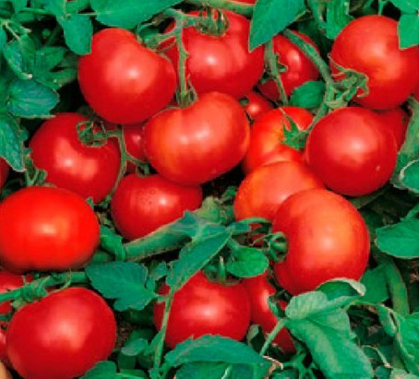 Помидоры Джокер F1 1000 семян. (Hazera) Помидоры Джокер F1 1000 семян. (Hazera)