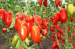 Помидоры Корнабел F1 250 семян. (Hazera) Помидоры Корнабел F1 250 семян. (Hazera)