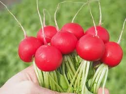 Редис Бодиам F1 25 000 семян. (Rijk Zwaan)