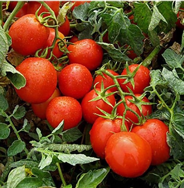 Помидоры Гонг F1 5000 семян. драж. (Hazera) Помидоры Гонг F1 5000 семян. драж. (Hazera)