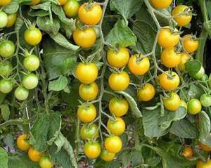 Помидоры Саммер Сан 250 семян.  (Hazera)