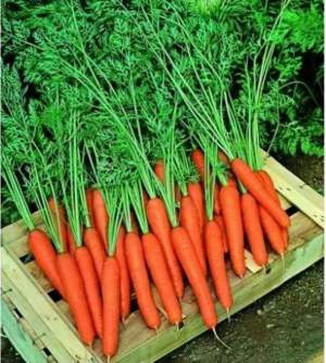 Морковь Престо F1 (1.6-1.8) 100 000н Hazera