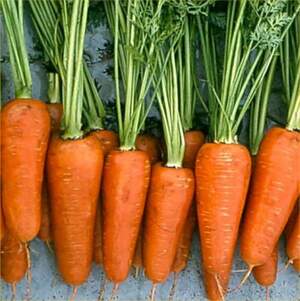 Морковь Шантане 2-Комет 0.5 кг. (Hazera) Морковь Шантане 2-Комет 0.5 кг. (Hazera)