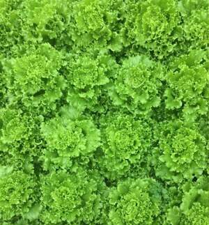 Салат Драгон (драже) 5000 семян. (Hazera) Салат Драгон (драже) 5000 семян. (Hazera)