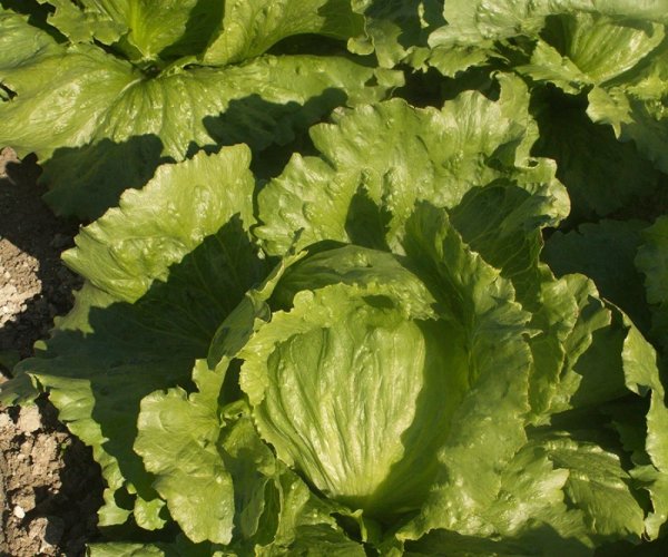 Салат Грин Мун (ICE 18140) (драже) 5000 семян. (Hazera) Салат Грин Мун (ICE 18140) (драже) 5000 семян. (Hazera)