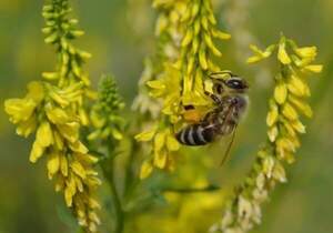 Семена Донник медонос 0,4 кг. WoS