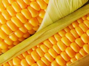 Кукуруза зерновая МОС 182 2кг WoS