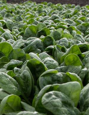 Шпинат Хадсон F1 50 000 семян.  (Hazera)