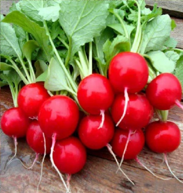 Редис Мелито F1 250гр. (Hazera) Редис Мелито F1 250гр. (Hazera)