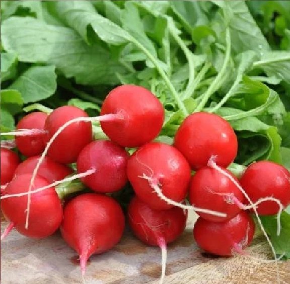 Редис Шахри 250 гр. (Hazera) Редис Шахри 250 гр. (Hazera)