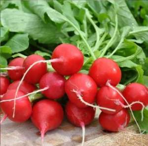 Редис Шахри 250 гр.  (Hazera) Редис Шахри 250 гр.  (Hazera)