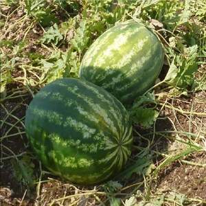 Арбуз Васко F1 1000 семян. (Hazera) Арбуз Васко F1 1000 семян. (Hazera)