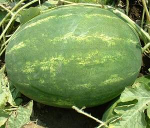 Арбуз Варда F1 1000 семян. (Hazera) Арбуз Варда F1 1000 семян. (Hazera)