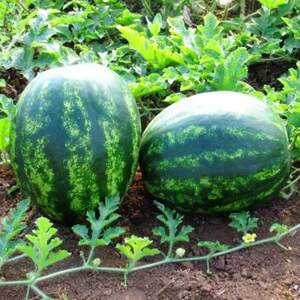 Арбуз Атаман F1 1000 семян. (Hazera) Арбуз Атаман F1 1000 семян. (Hazera)