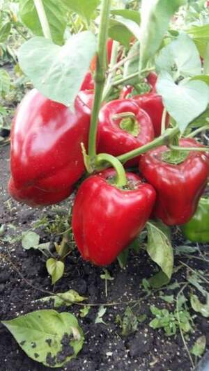 Перец Рубин (толстостенный) 0,2 г WoS Перец Рубин (толстостенный) 0,2 г WoS