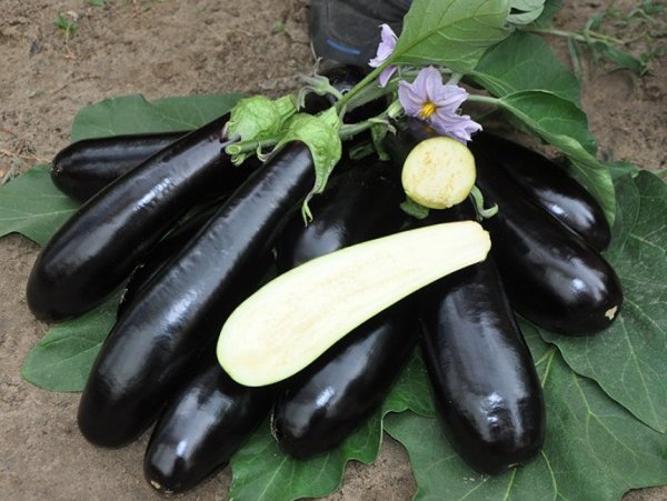 Баклажаны Мадалена F1,  1000 семян. (Hazera) Баклажаны Мадалена F1,  1000 семян. (Hazera)