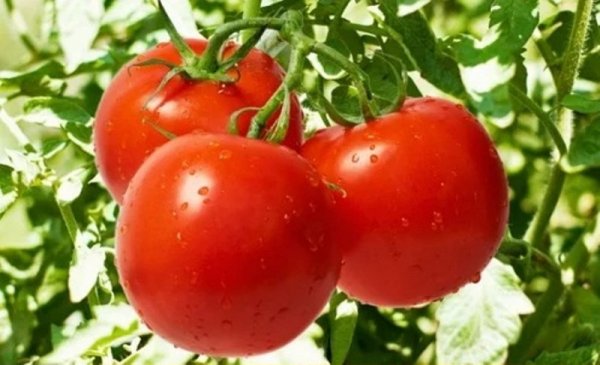 Помидоры Яна 1000 семян. Наско Помидоры Яна 1000 семян. Наско