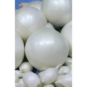 Лук саженка Сноубол (белый) 0,5кг  (Netherlands) Лук саженка Сноубол (белый) 0,5кг  (Netherlands)