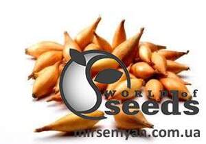 Лук севок озимый Бамбергер / Bamberger 1кг Netherlands Лук севок озимый Бамбергер / Bamberger 1кг Netherlands