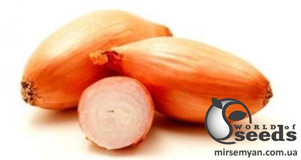 Лук севок озимый Бамбергер / Bamberger 1кг Netherlands Лук севок озимый Бамбергер / Bamberger 1кг Netherlands