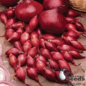 Лук севок Кармен (красный) 10кг