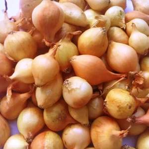 Лук севок "Франциско" 10 кг сетка (Nederland)