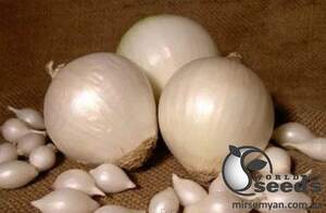 Лук севок Стерлинг (белый) 10кг (Netherlands) Лук севок Стерлинг (белый) 10кг (Netherlands)