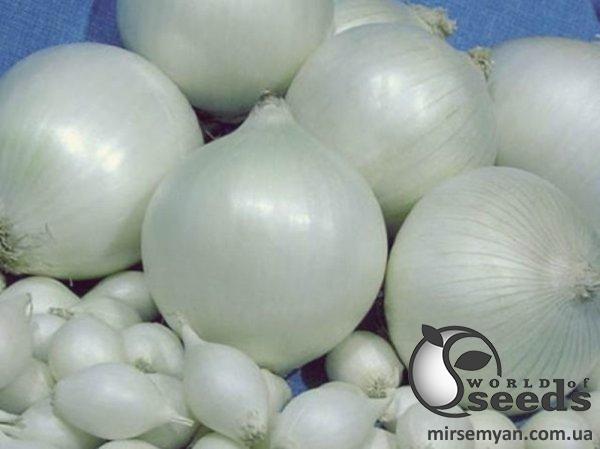 Лук севок Стерлинг (белый) 10кг (Netherlands) Лук севок Стерлинг (белый) 10кг (Netherlands)