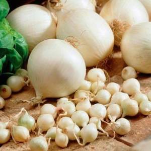 Лук севок Сноубол 10кг (Netherlands) Лук севок Сноубол 10кг (Netherlands)