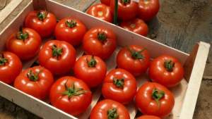 Помидоры Клад F1 250 семян. (Lark Seeds)