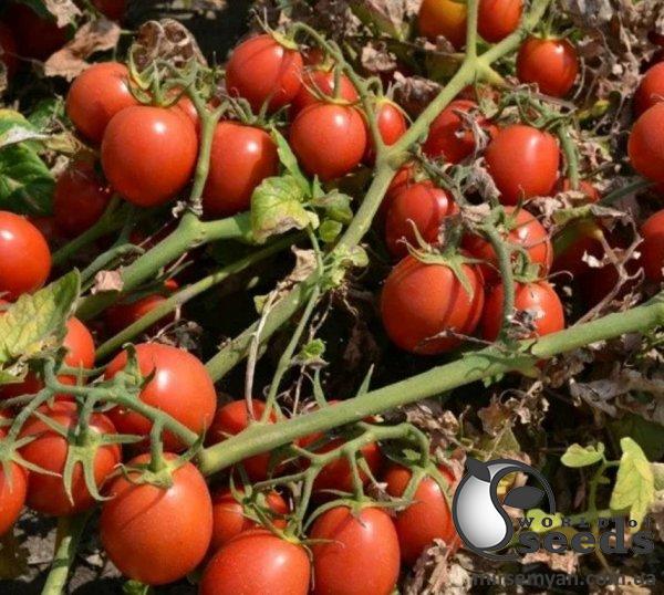 Помидоры 2206 F1 500 семян. (Lark Seeds) Помидоры 2206 F1 500 семян. (Lark Seeds)