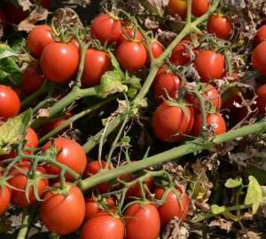 Помидоры 2206 F1 500 семян. (Lark Seeds)