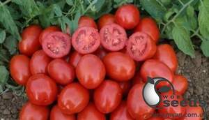 Помидоры 3402 F1 500 семян. (Lark Seeds) Помидоры 3402 F1 500 семян. (Lark Seeds)