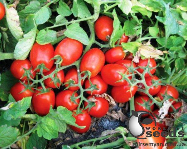 Помидоры 3402 F1 500 семян. (Lark Seeds) Помидоры 3402 F1 500 семян. (Lark Seeds)