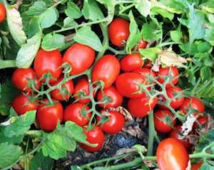 Помидоры 3402 F1 500 семян. (Lark Seeds)