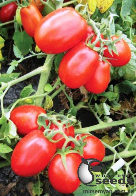 Помидоры 8504 F1 500 семян. (Lark Seeds) Помидоры 8504 F1 500 семян. (Lark Seeds)