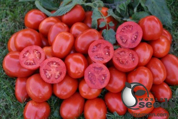 Помидоры 1311 F1 5000 семян. (Lark Seeds) Помидоры 1311 F1 5000 семян. (Lark Seeds)