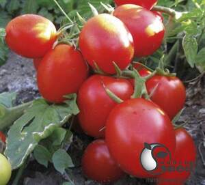 Семена томата Грандо F1 5 000 семян. (Lark Seesd)