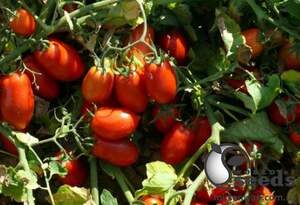 Помидоры Харди F1 5000 семян. (Lark Seeds)
