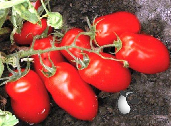 Помидоры Харди F1 5000 семян. (Lark Seeds) Помидоры Харди F1 5000 семян. (Lark Seeds)