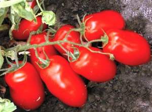 Помидоры Харди F1 5000 семян. (Lark Seeds)