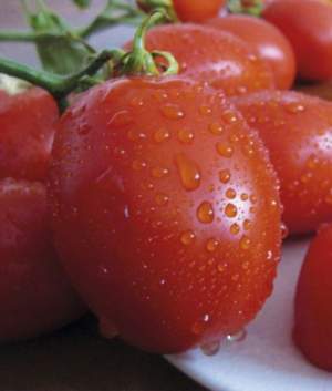 Помидоры Санни F1 5000 семян. (Lark Seeds)