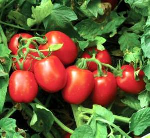 Помидоры 1015 F1 5000 семян. (Lark Seeds)