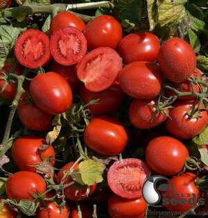 Помидоры 1015 F1 100 000 семян. (Lark Seeds)