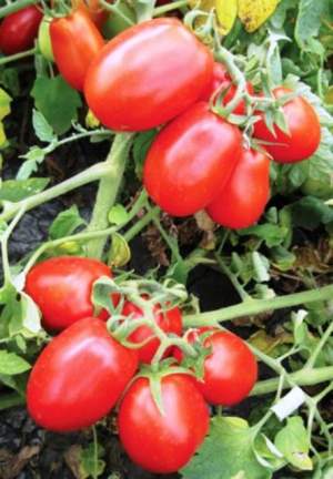 Помидоры 8504 F1 5000 семян. (Lark Seeds)