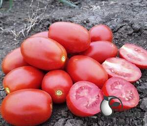 Помидоры 9905 F1 5000 семян. (Lark Seeds)