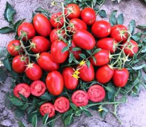 Помидоры 9905 F1 5000 семян. (Lark Seeds)