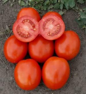 Помидоры 1807 F1 100 000 семян. (Lark Seeds)