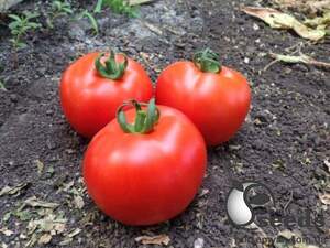 Семена томата 1609 F1 250 семян. (Lark Seesd) Семена томата 1609 F1 250 семян. (Lark Seesd)