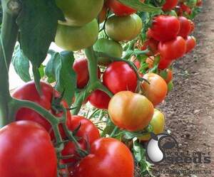 Помидоры Прайд F1 250 семян. (Lark Seeds) Помидоры Прайд F1 250 семян. (Lark Seeds)